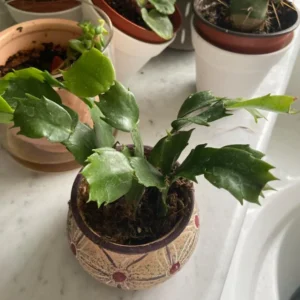 Pink Thanksgiving Cactus Live Plant – Zygocactus – 4 inch Pot Indoor Succulent - Image 4