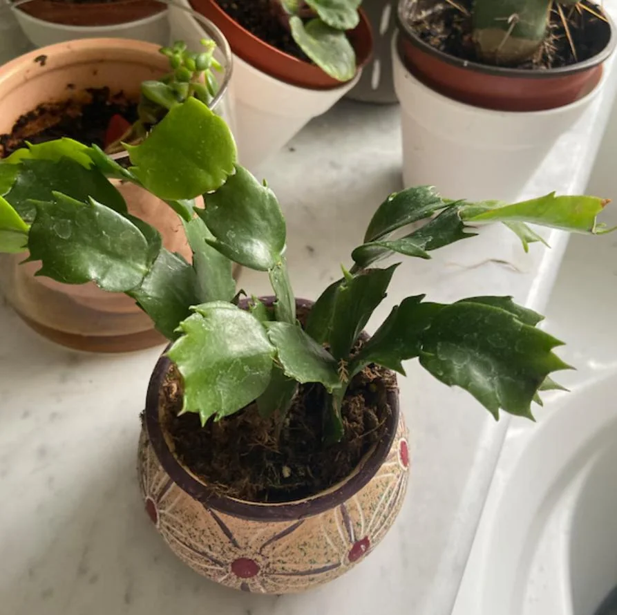 Pink Thanksgiving Cactus Live Plant – Zygocactus – 4 inch Pot – Indoor - Image 4