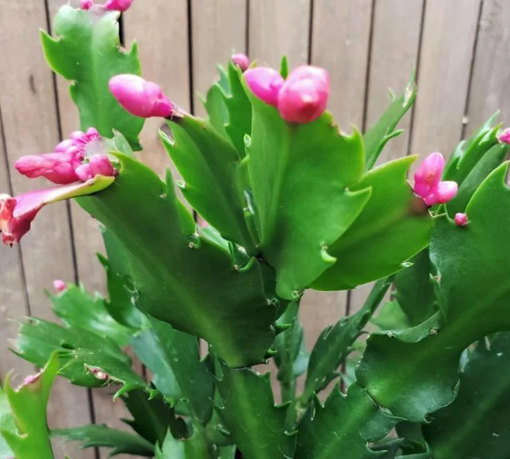 Pink Thanksgiving Cactus Live Plant – Zygocactus – 4 inch Pot – Indoor - Image 5