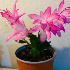Pink Thanksgiving Cactus Live Plant – Zygocactus – 4 inch Pot Indoor Succulent - Image 6