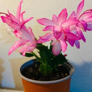Pink Thanksgiving Cactus Live Plant – Zygocactus – 4 inch Pot – Indoor - Image 6