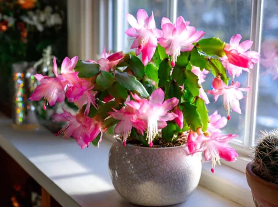 Pink Thanksgiving Cactus Live Plant – Zygocactus – 4 inch Pot – Indoor - Image 1