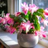 Pink Thanksgiving Cactus Live Plant – Zygocactus – 4in Pot – Blooming Indoor Succulent - Image 1