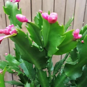 Pink Thanksgiving Cactus Live Plant – Zygocactus – 4in Pot – Blooming Indoor Succulent - Image 5