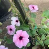 Pink Thunbergia Alata Vine Live Plant – 1 ft Tall in 1 Gallon Pot – Outdoor Flowering Climber - Image 1