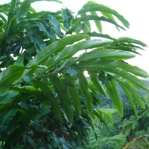 Pink Torch Ginger Live Rhizome - Etlingera Elatior Tropical Flower 10 inch - Image 3