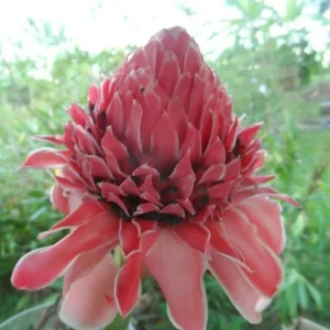 Pink Torch Ginger Live Rhizome - Etlingera Elatior Tropical Flower 10 inch - Image 1