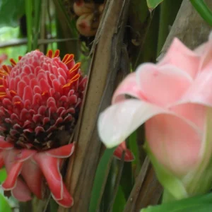 Pink Torch Ginger Live Rhizome - Etlingera Elatior Tropical Flower 10 inch - Image 4