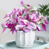 Pink Tradescantia Nanouk Live Plant - 2 Inch Pot, Trailing Houseplant - Image 1