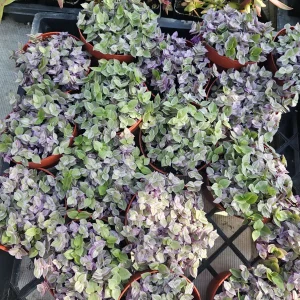 Pink Tradescantia Panther Live Plant – Callisia Repens – Creeping Inch Plant – 4in Pot - Image 2