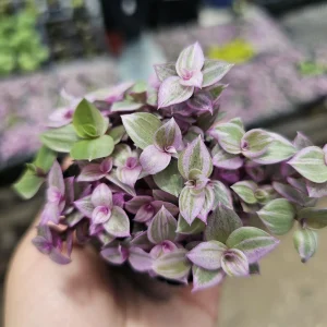 Pink Tradescantia Panther Live Plant – Callisia Repens – Creeping Inch Plant – 4in Pot - Image 6
