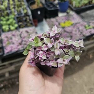 Pink Tradescantia Panther Live Plant – Callisia Repens – Creeping Inch Plant – 4in Pot - Image 9