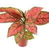 Pink Valentine Live Plant – 4 inch Potted Houseplant – Indoor Decor - Image 1
