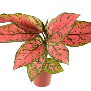 Pink Valentine Live Plant – 4 inch Potted Houseplant – Indoor Decor - Image 1