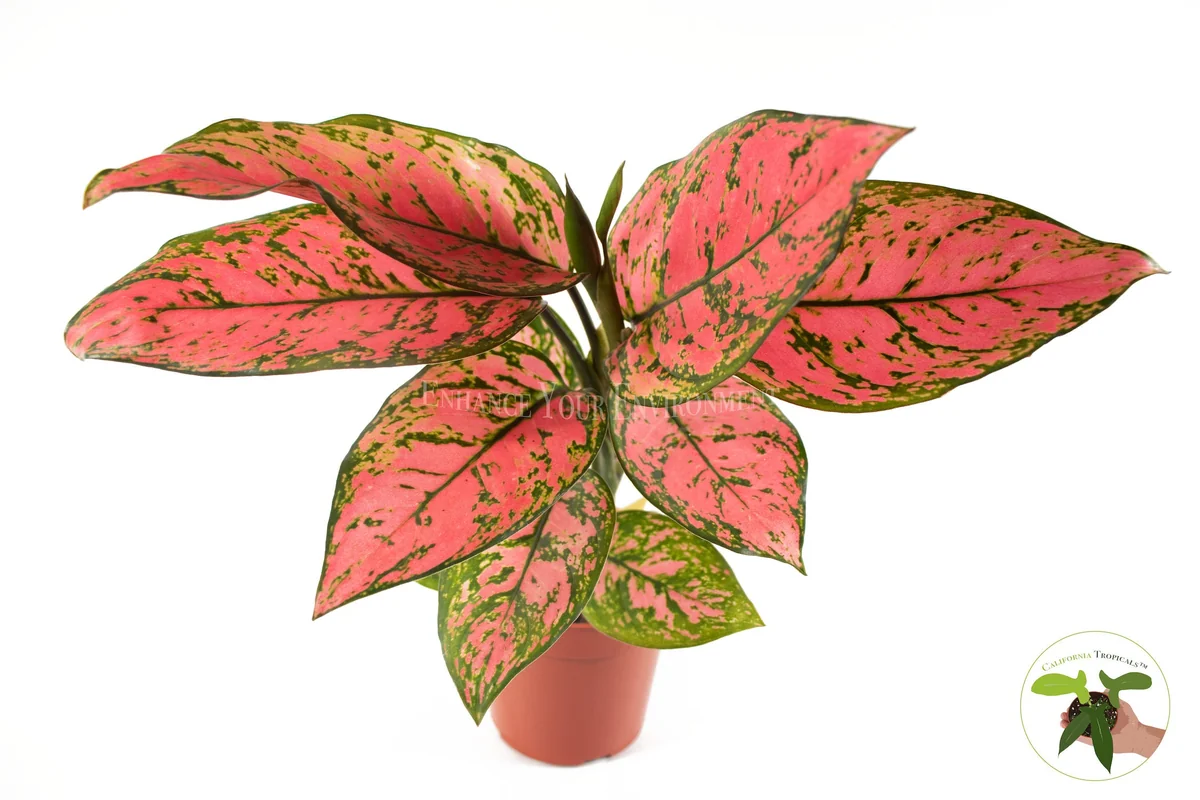 Pink Valentine Live Plant – 4 inch Potted Houseplant – Indoor Decor - Image 1