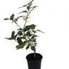 Pink Variegated Eureka Lemon Tree Live Plant – 5 inch Pot – Indoor/Outdoor - Image 1