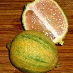 Pink Variegated Eureka Lemon Tree Live Plant – 5 inch Pot – Indoor/Outdoor - Image 2