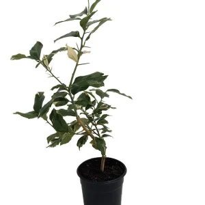 Pink Variegated Eureka Lemon Tree Live Plant – 5 inch Pot – Indoor/Outdoor - Image 1