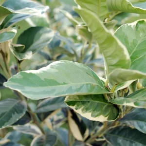 Pink Variegated Eureka Lemon Tree Live Plant – 5 inch Pot – Indoor/Outdoor - Image 6