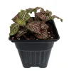 Pink Veined Nerve Plant Fittonia Live House Plant - 4 inch Pot - Indoor - Image 1