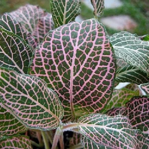 Pink Veined Nerve Plant Fittonia Live House Plant - 4 inch Pot - Indoor - Image 3