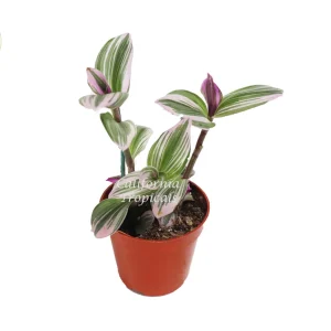 Pink Wandering Jew Nanouk Live Plant – 4 inch Pot – Indoor - Image 1