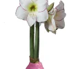 Pink Waxed Amaryllis Bulb 32/34 - Indoor Flowering Holiday Decor - Image 1