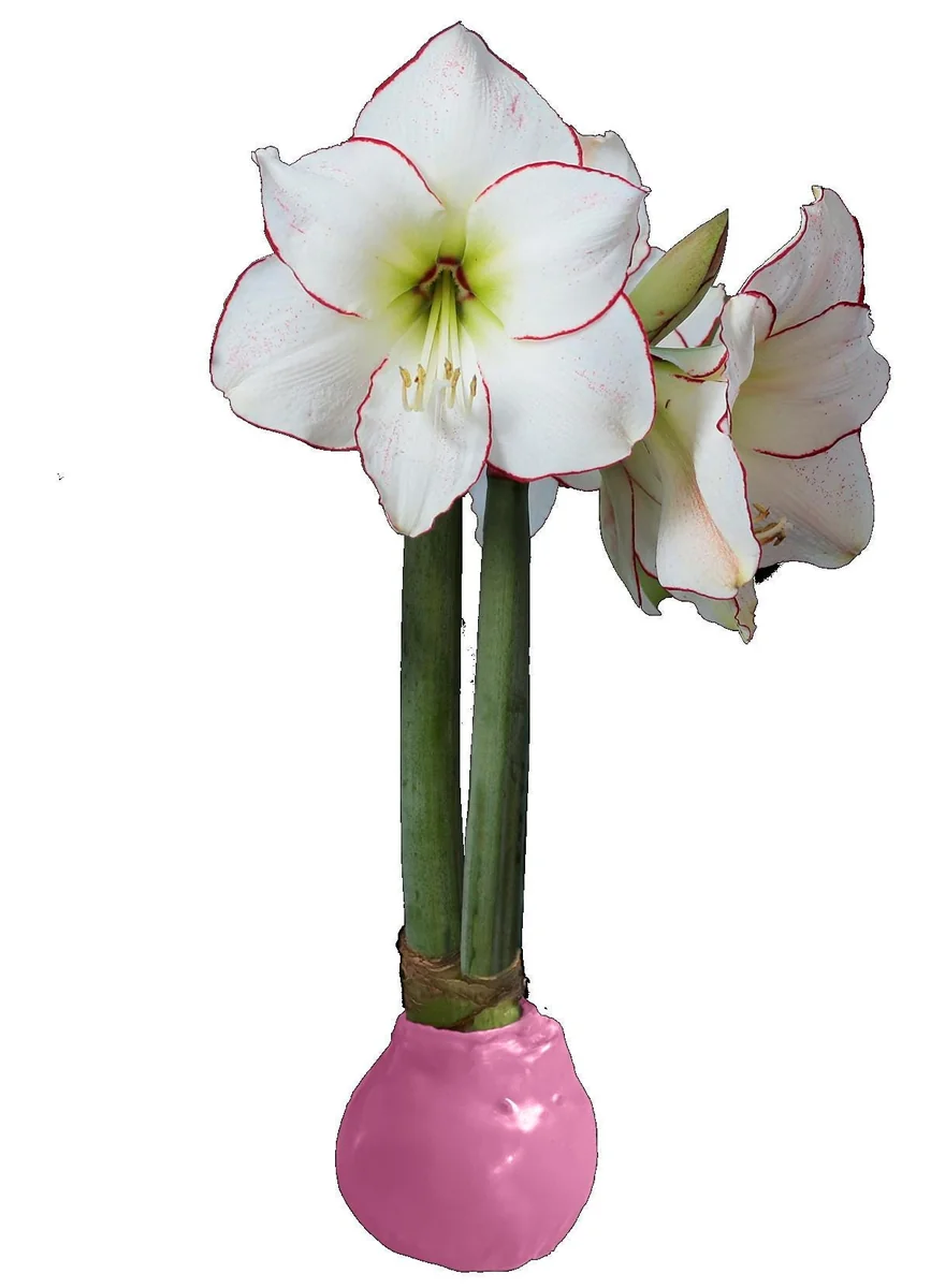 Pink Waxed Amaryllis Bulb 32/34 - Indoor Flowering Holiday Decor - Image 1