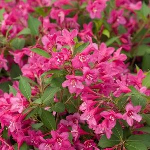Pink Weigela Bare Root - 2 Pack - Outdoor Flowering Shrub - Image 2