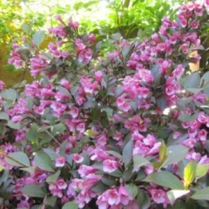 Pink Weigela Bare Root Plant - 2 Pack - 1-2 Ft Tall - Outdoor Flowering Shrub - Image 2