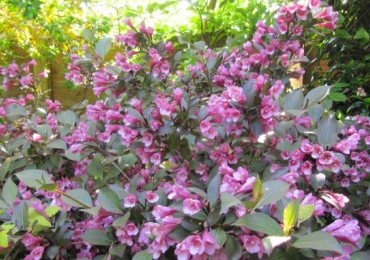 Pink Weigela Bare Root Plant - 2 Pack - 1-2 Ft Tall - Outdoor Flowering Shrub - Image 2