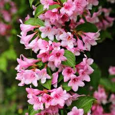 Pink Weigela Bare Root Plant - 2 Pack - 1-2 Ft Tall - Outdoor Flowering Shrub - Image 1