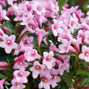 Pink Weigela Florida Live Plant – 4ft Tall Flowering Shrub – Perennial Bush - Image 2