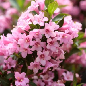 Pink Weigela Florida Live Plant – 4ft Tall Flowering Shrub – Perennial Bush - Image 1