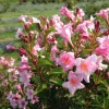 Pink Weigela Shrub Live Plant - 4-inch Pot, 6-12" Tall - Outdoor - Image 1