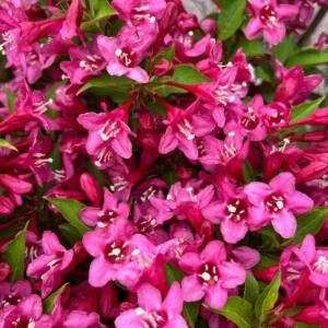 Pink Weigela Shrub Live Plant - 4-inch Pot, 6-12