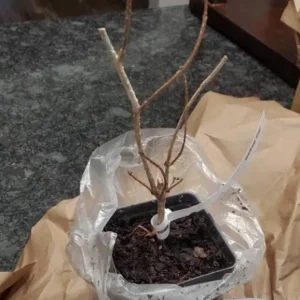 Pink Weigela Shrub Live Plant - 4-inch Pot, 6-12