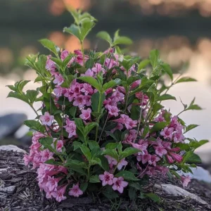 Pink Weigela Shrub Live Plant - 4-inch Pot, 6-12
