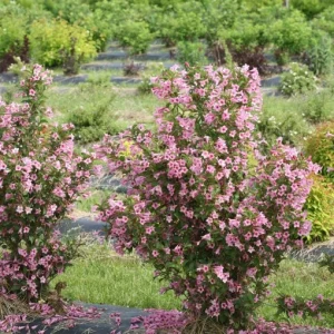 Pink Weigela Shrub Live Plant - 4-inch Pot, 6-12
