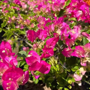 Pink & White Bougainvillea Live Plant – 1-2 ft Tall in 3 Gallon Pot – Outdoor Shrub - Image 2