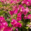 Pink & White Bougainvillea Live Plant – 1-2 ft Tall in 3 Gallon Pot – Outdoor Shrub - Image 1