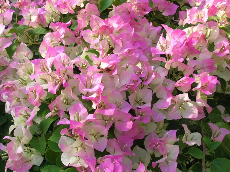 Pink & White Bougainvillea Live Plant – 2-3 Feet Tall – 3 Gallon Pot – Outdoor Shrub - Image 1