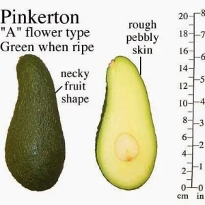 Pinkerton Avocado Tree – Grafted Live Plant – 1 Foot Tall - Image 1