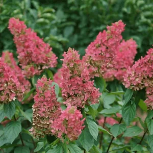 Pinky Winky Hydrangea Live Plant – 6-12in Tall – Quart Pot – Outdoor Shrub - Image 2