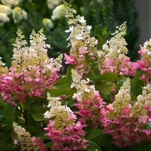 Pinky Winky Hydrangea Live Plant – 6-12in Tall – Quart Pot – Outdoor Shrub - Image 3