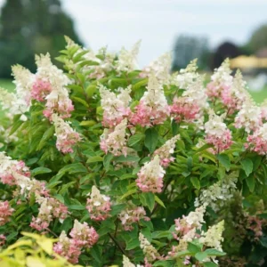 Pinky Winky Hydrangea Live Plant – 6-12in Tall – Quart Pot – Outdoor Shrub - Image 4