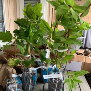 Pinky Winky Hydrangea Live Plant – 6-12in Tall – Quart Pot – Outdoor Shrub - Image 5