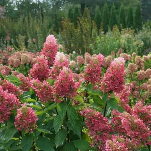 Pinky Winky Hydrangea Live Plant – 6-12in Tall – Quart Pot – Outdoor Shrub - Image 1