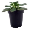 Pinwheel Aeonium Succulent Live Plant - Easy Care Houseplant - 3.5 inch Pot - Image 1