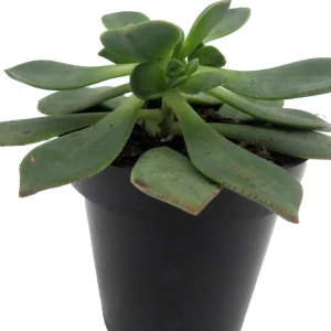 Pinwheel Aeonium Succulent Live Plant - Easy Care Houseplant - 3.5 inch Pot - Image 3